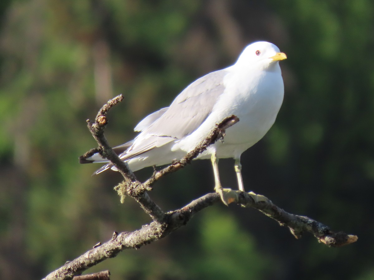 Short-billed Gull - ML620235598