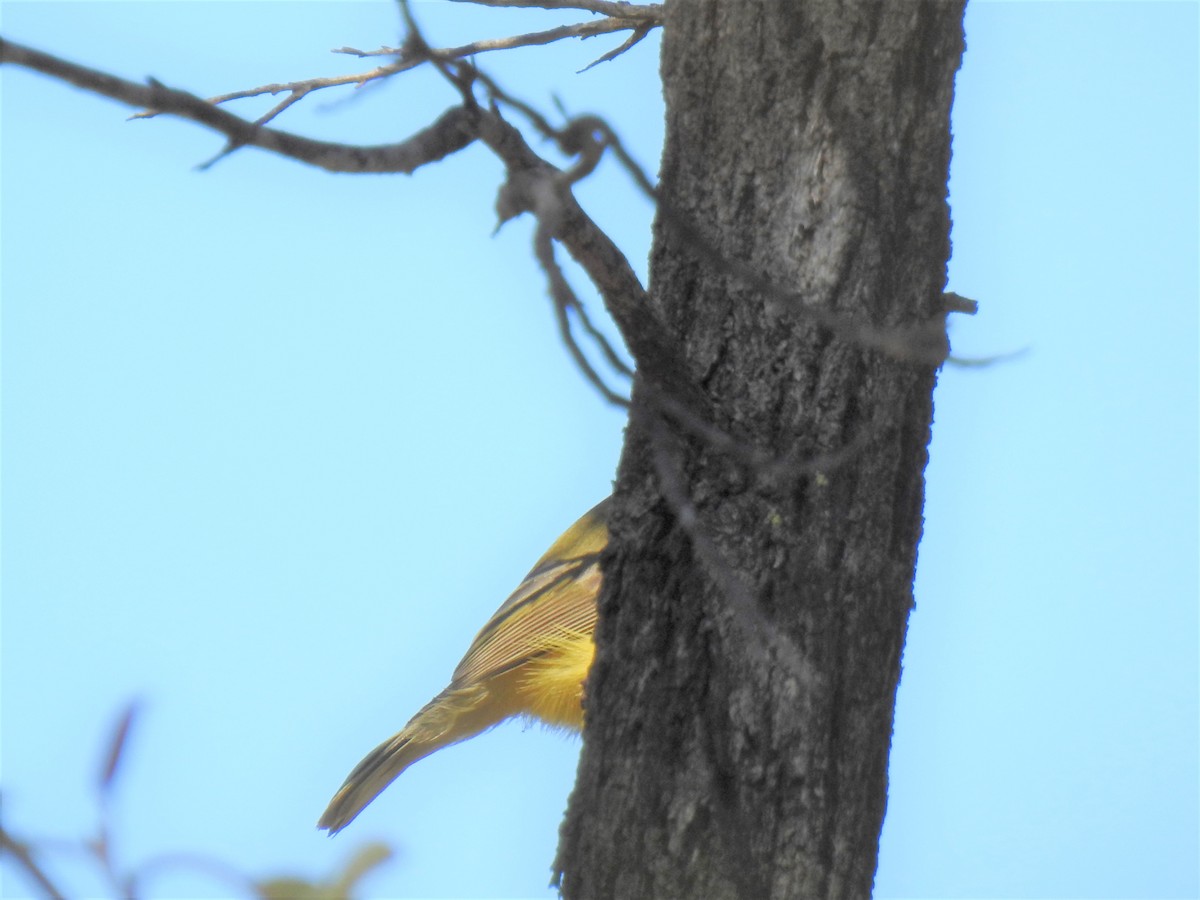 Yellow Honeyeater - ML620235605