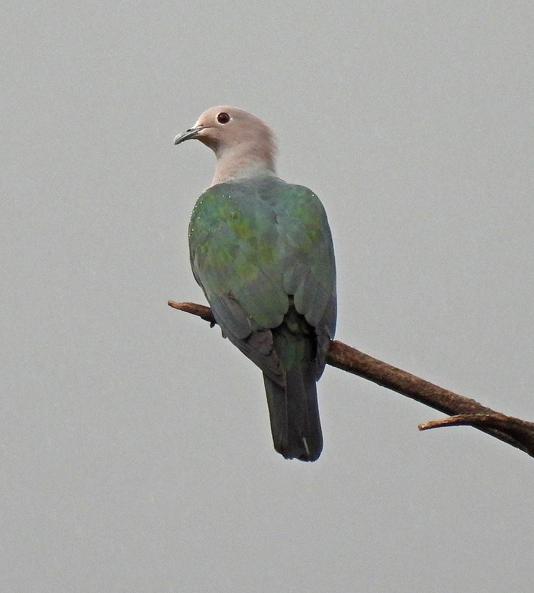 Green Imperial-Pigeon - ML620235607