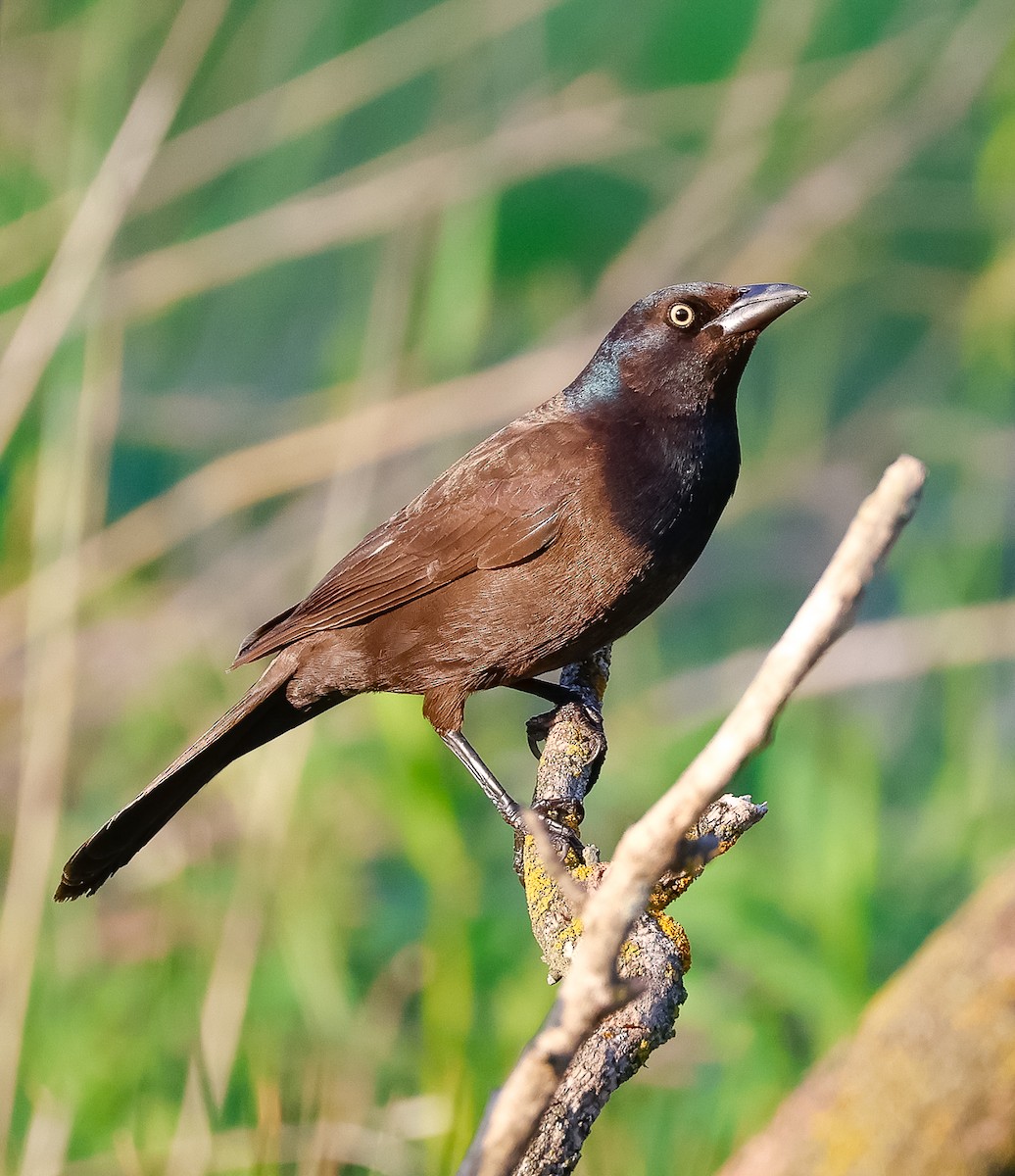 Common Grackle - ML620235611