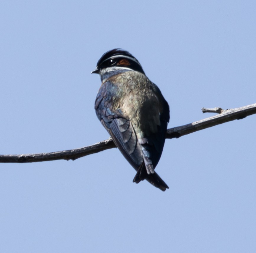 Whiskered Treeswift - ML620235614