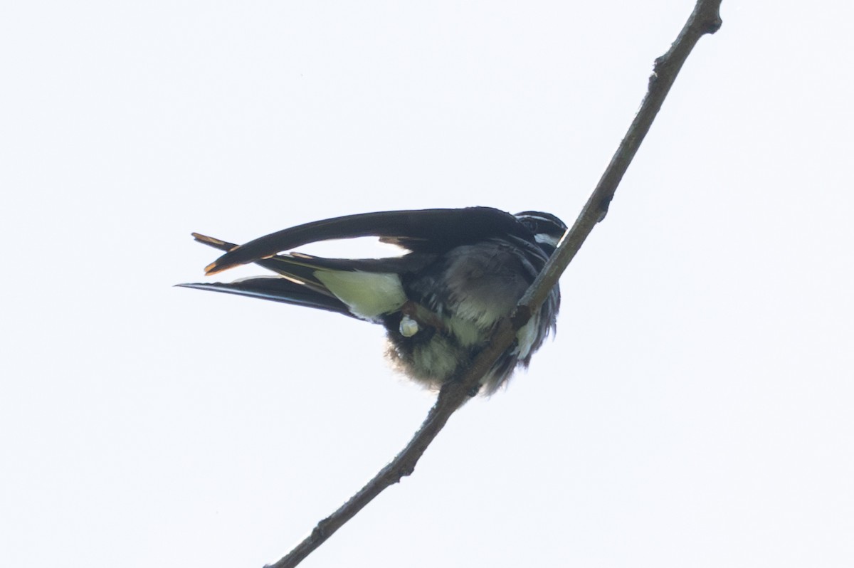 Whiskered Treeswift - ML620235634