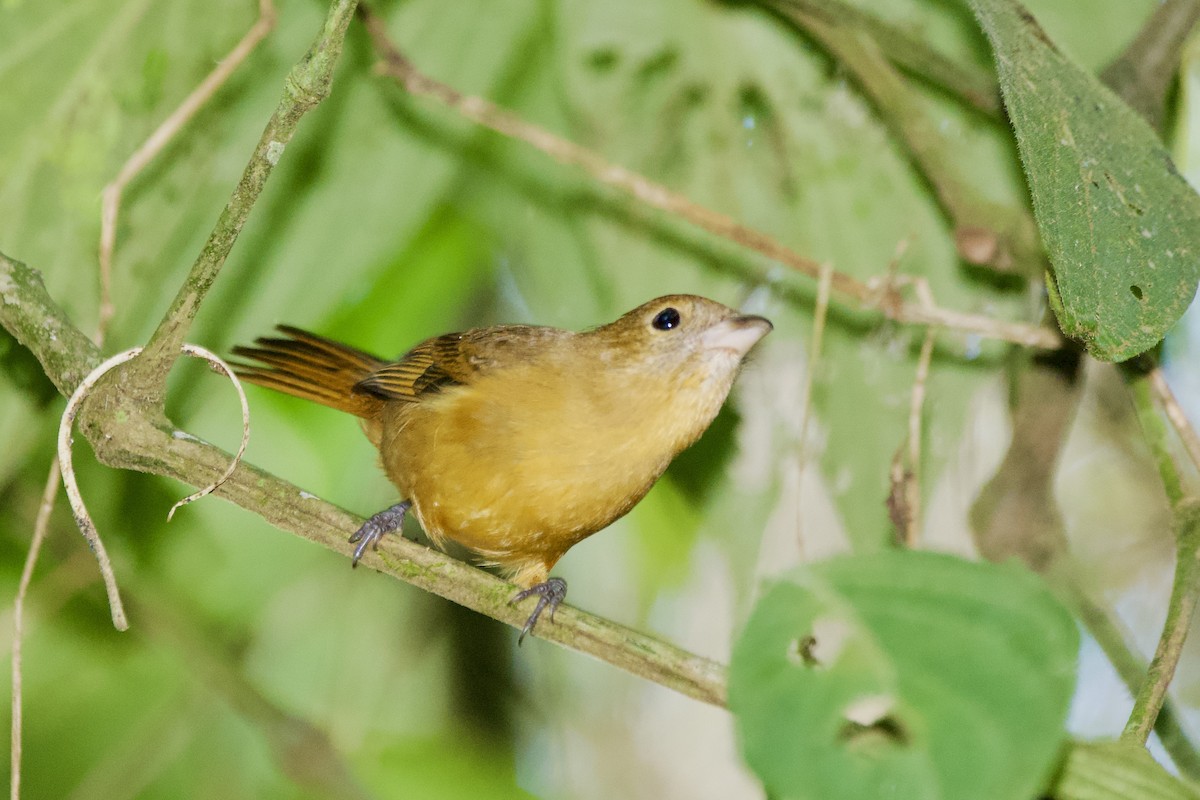 Flame-crested Tanager (Flame-crested) - Aldrey Cruz