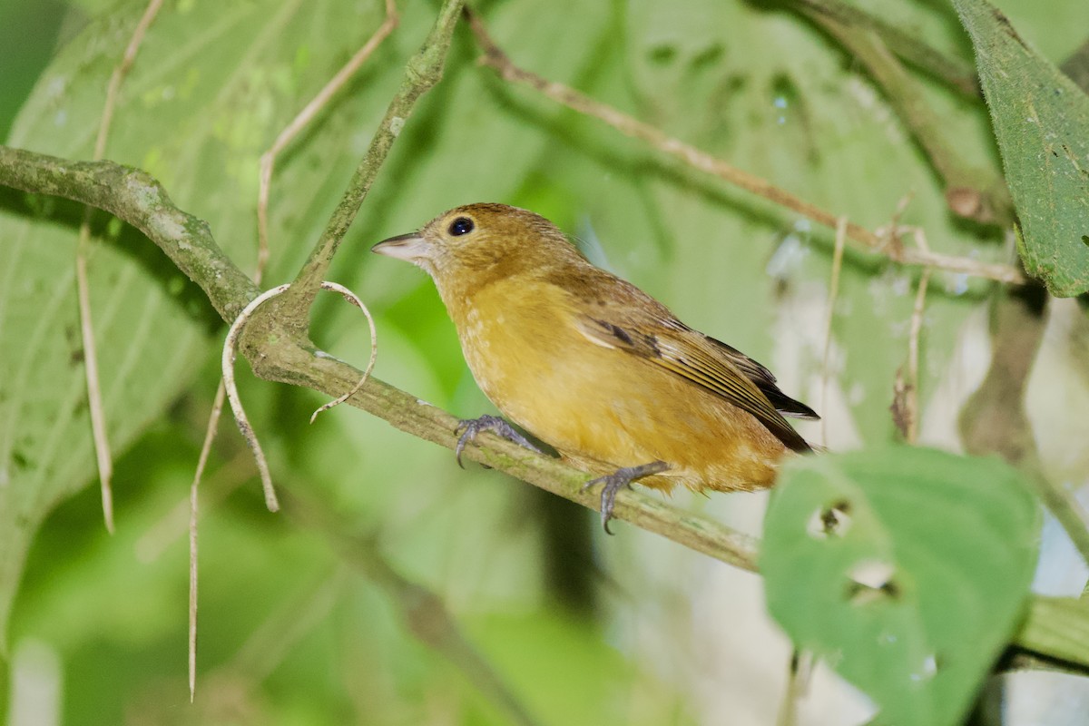 Flame-crested Tanager (Flame-crested) - ML620235643