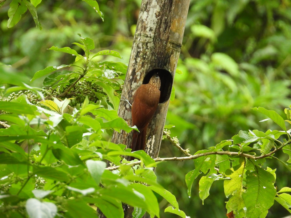 Buff-throated Woodcreeper - ML620235647