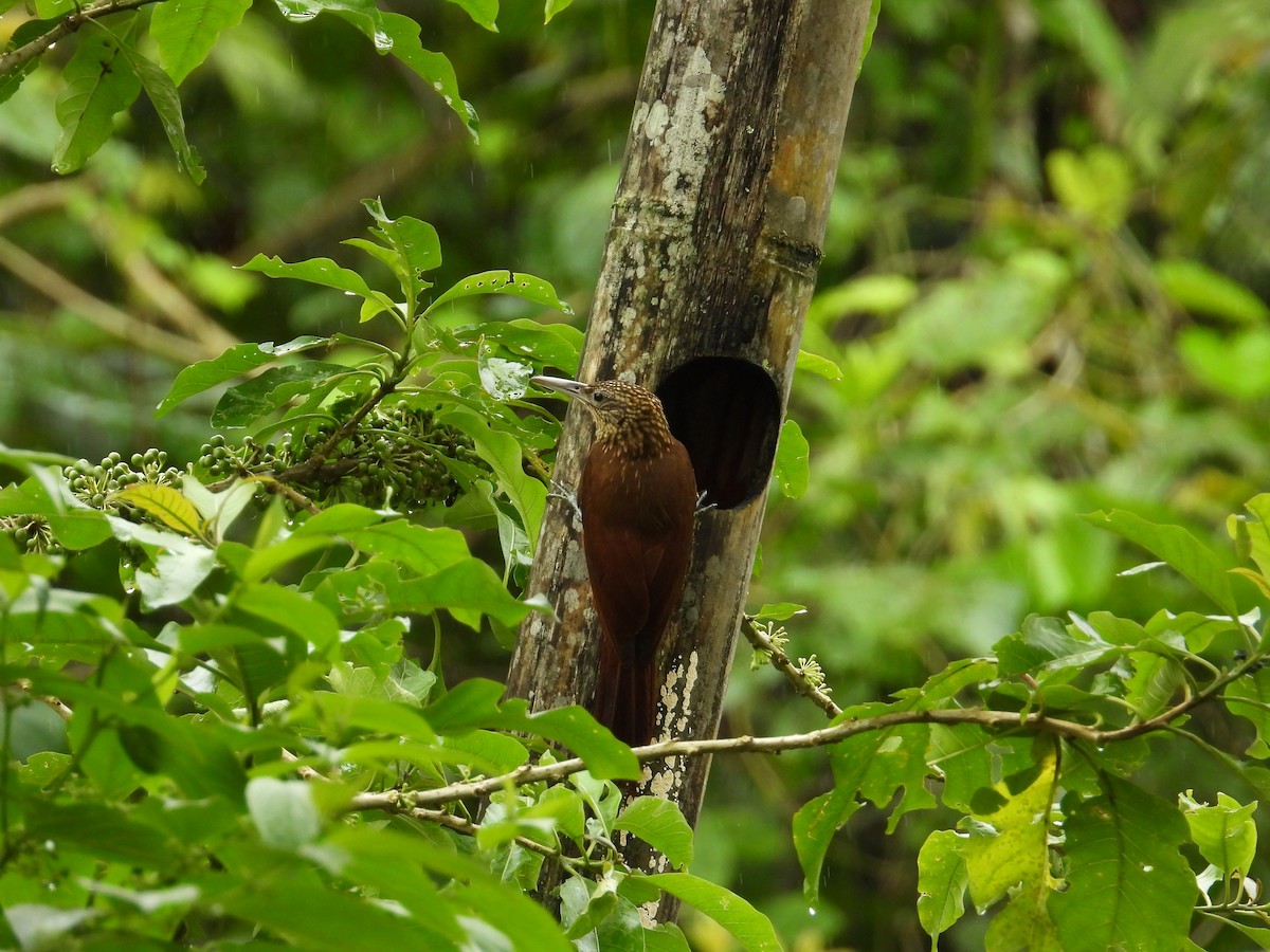 Buff-throated Woodcreeper - ML620235653