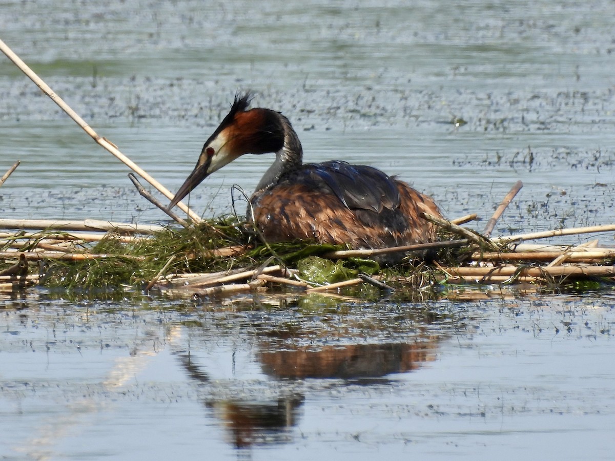 Great Crested Grebe - ML620235657