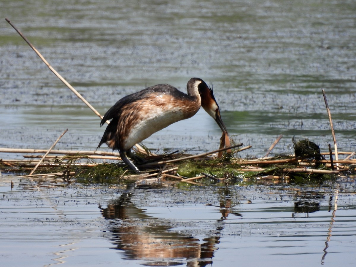Great Crested Grebe - ML620235661