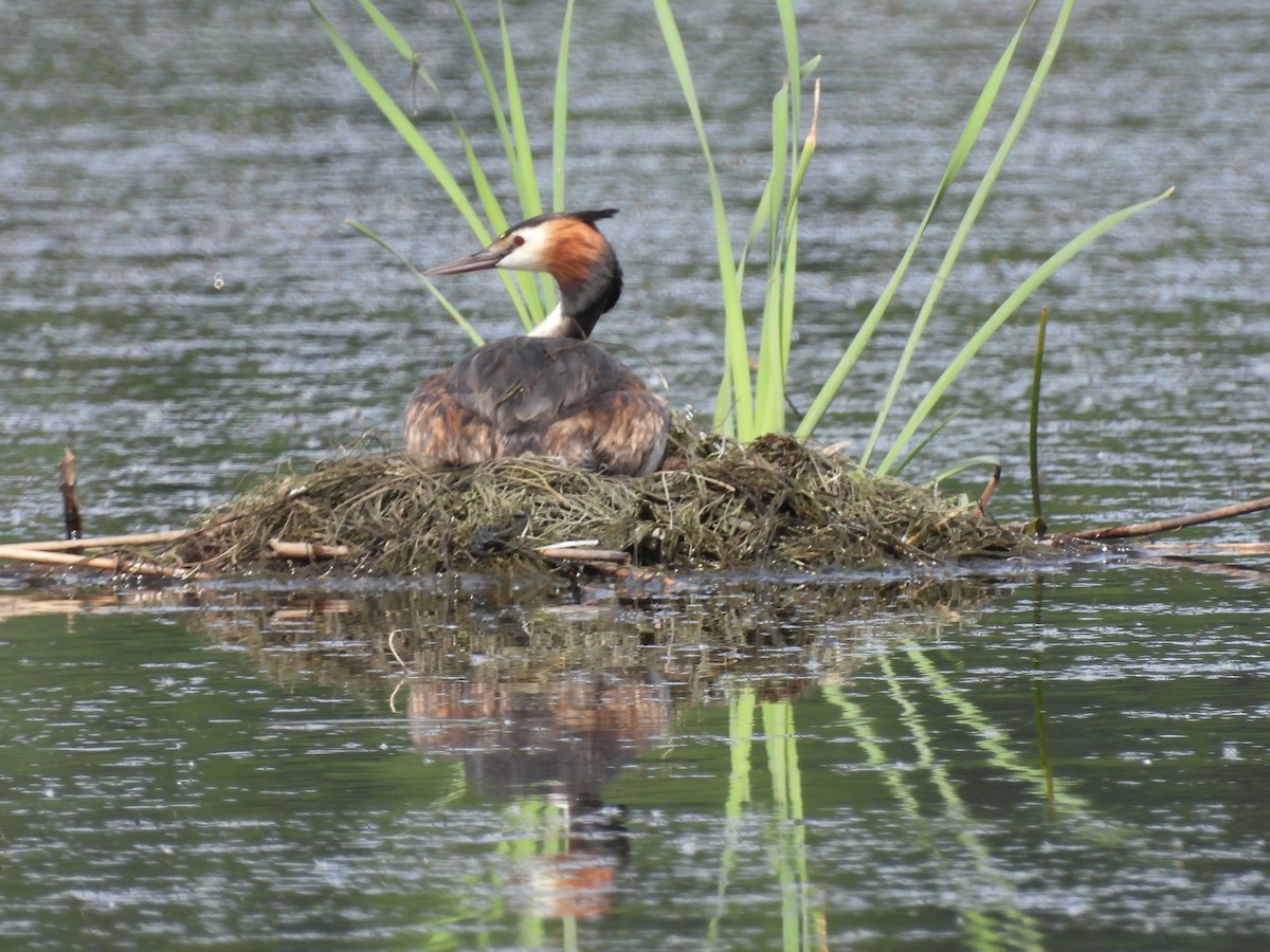 Great Crested Grebe - ML620235662