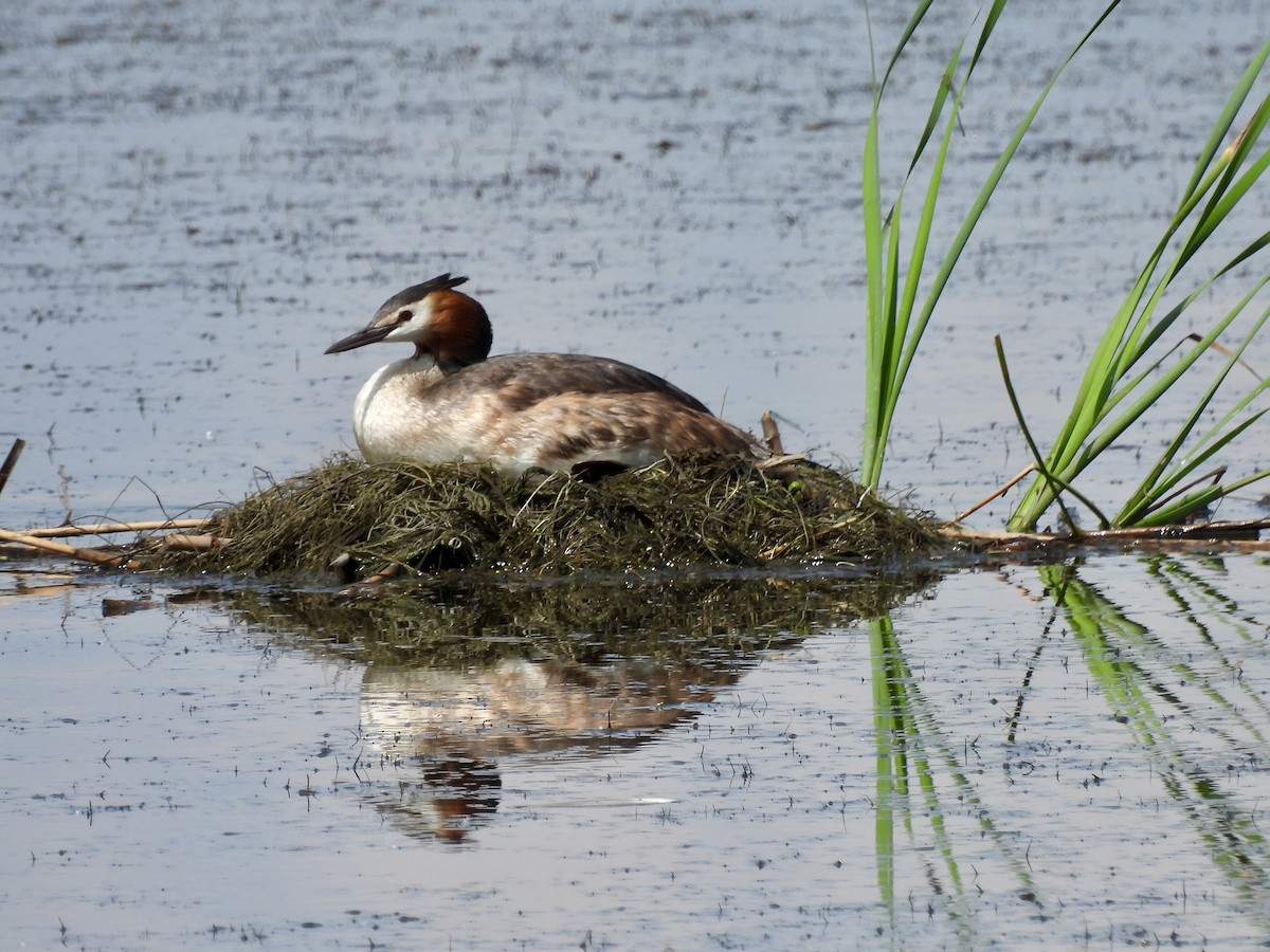 Great Crested Grebe - ML620235664