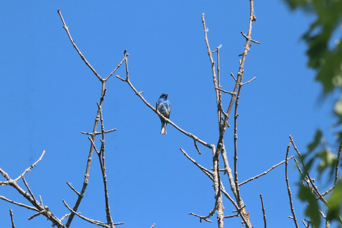 Indigo Bunting - ML620235672