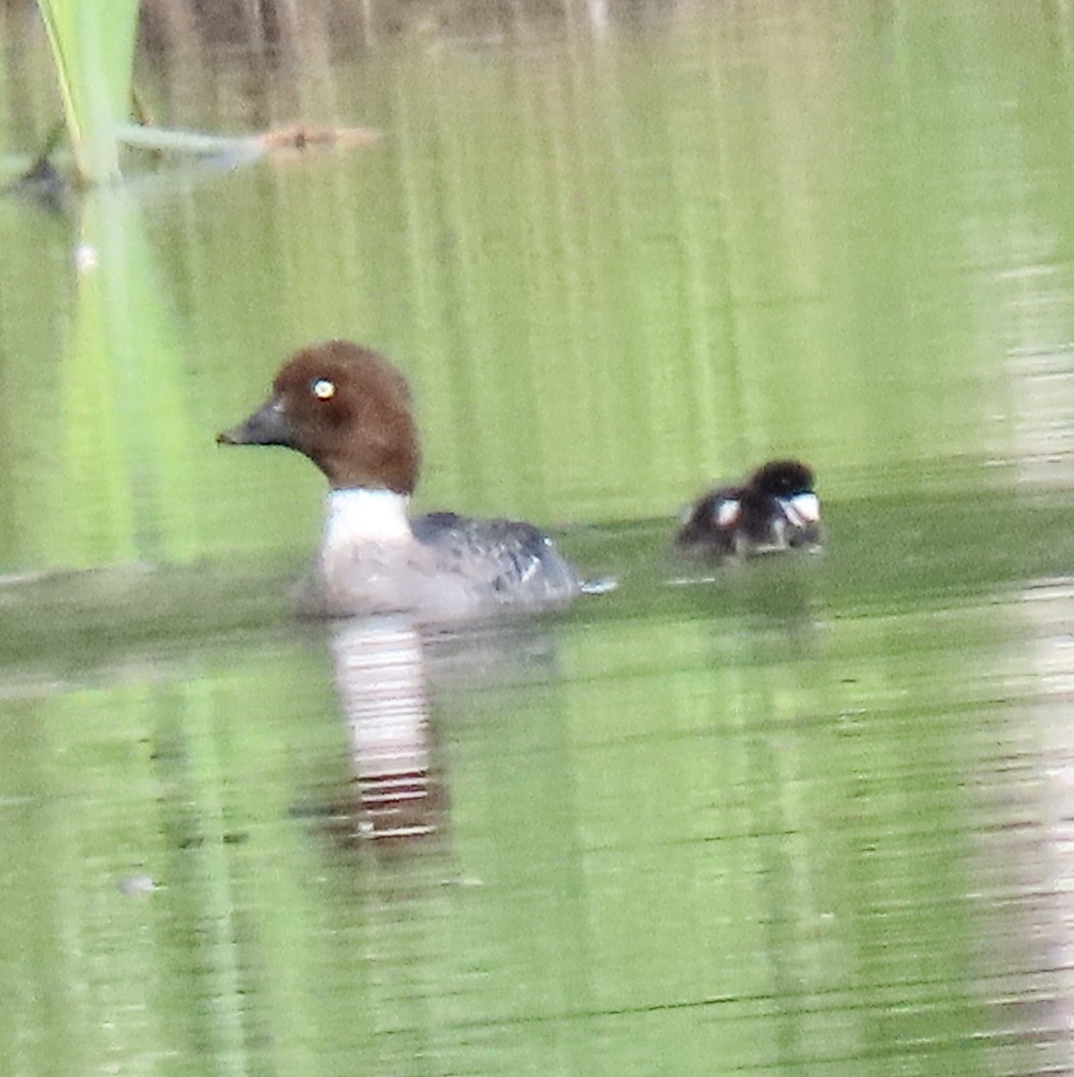 Common Goldeneye - ML620235677