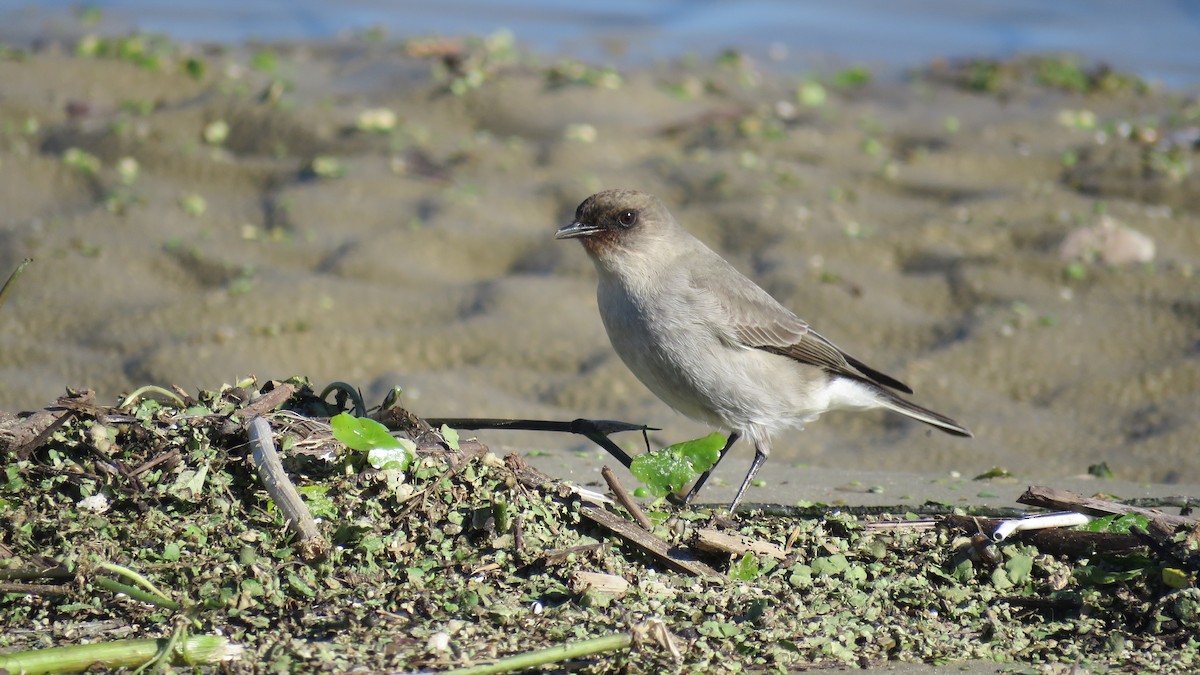 Dormilona Carinegra - ML620235688