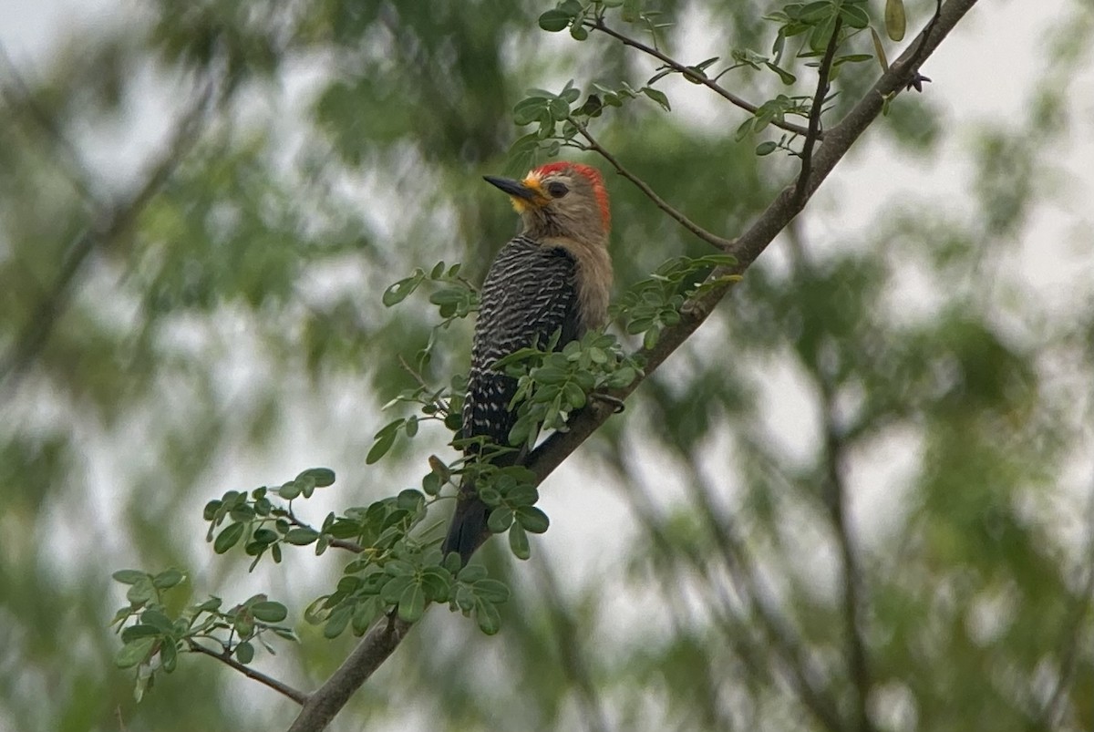 Yucatan Woodpecker - ML620235689