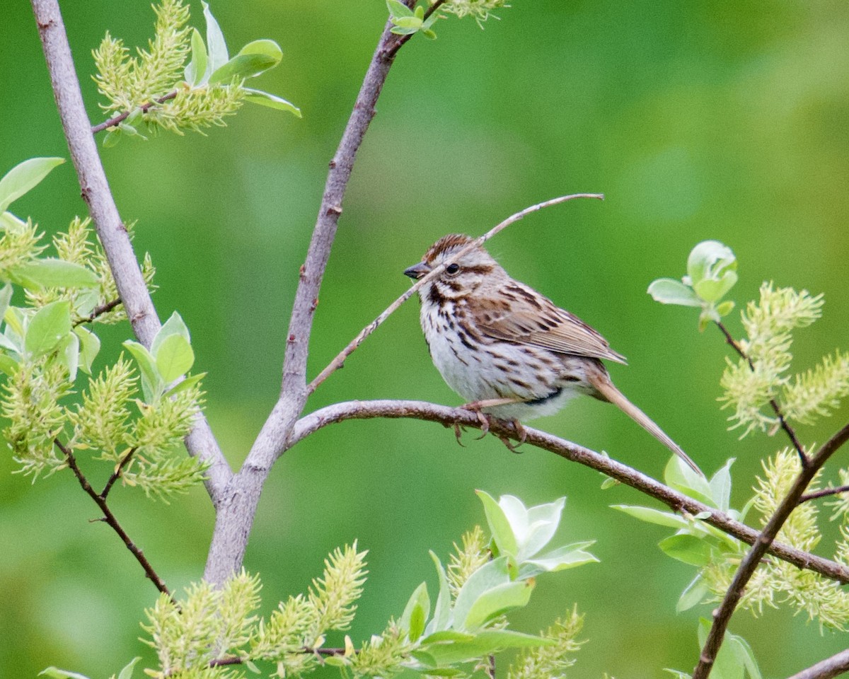 Song Sparrow - ML620235693