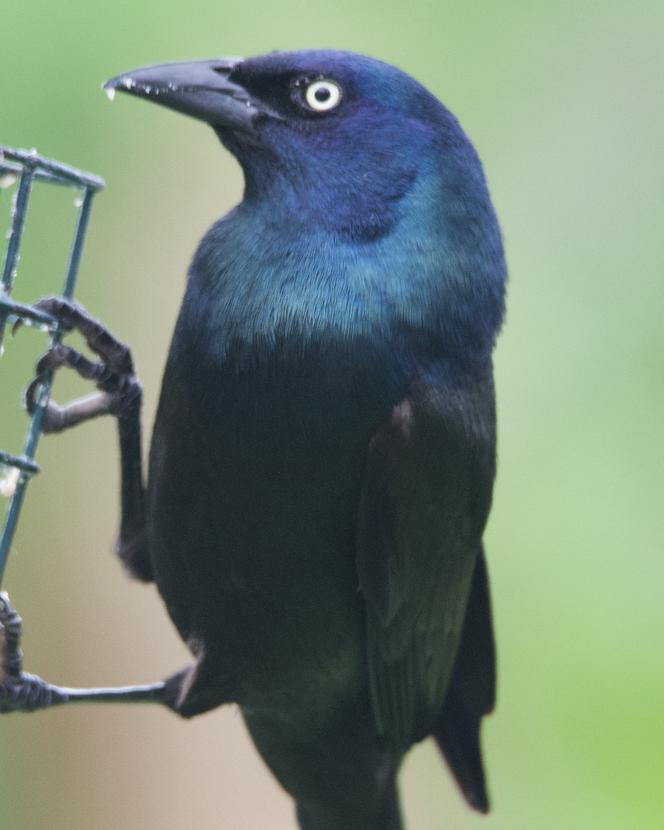 Common Grackle - ML620235706