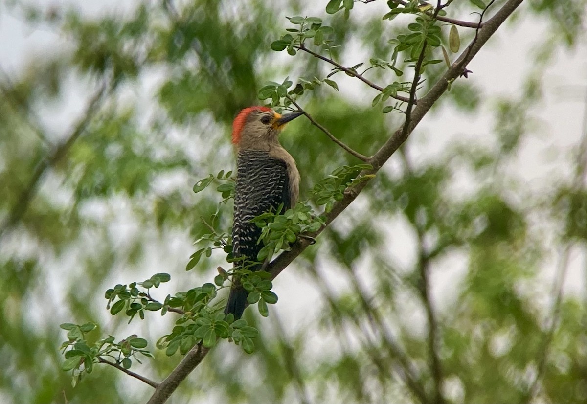 Yucatan Woodpecker - ML620235707