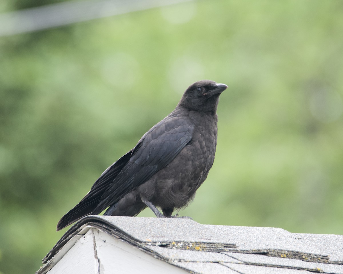 American Crow - ML620235711