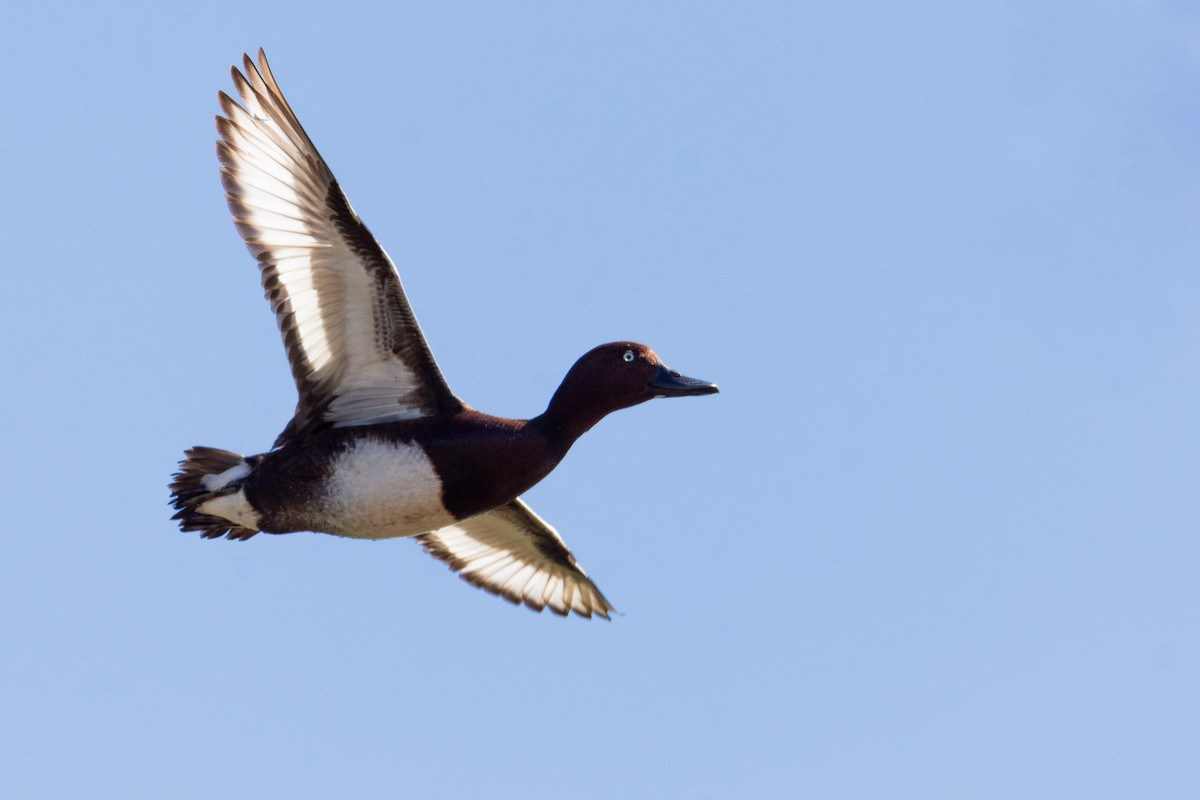 Ferruginous Duck - ML620235712