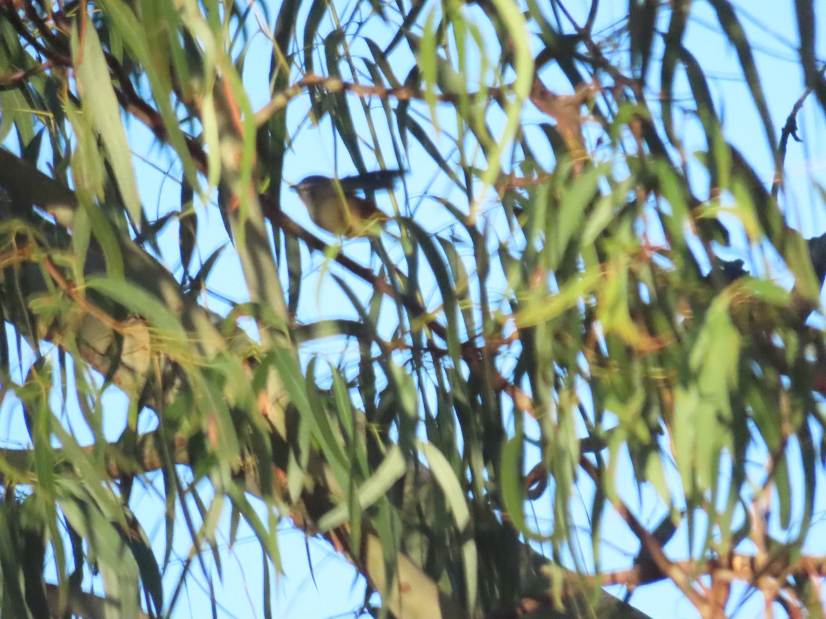 Pardalote pointillé - ML620235717