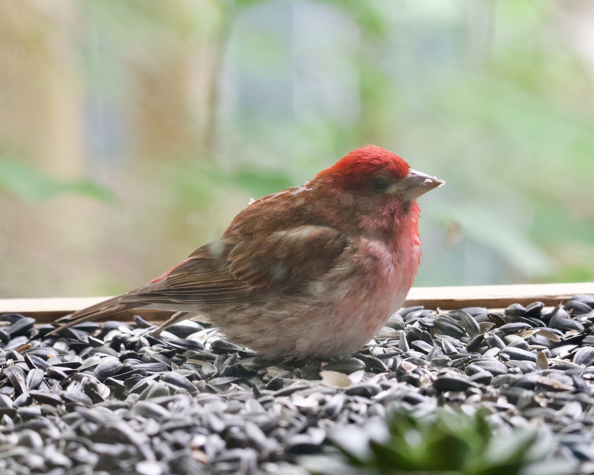 Purple Finch - ML620235719