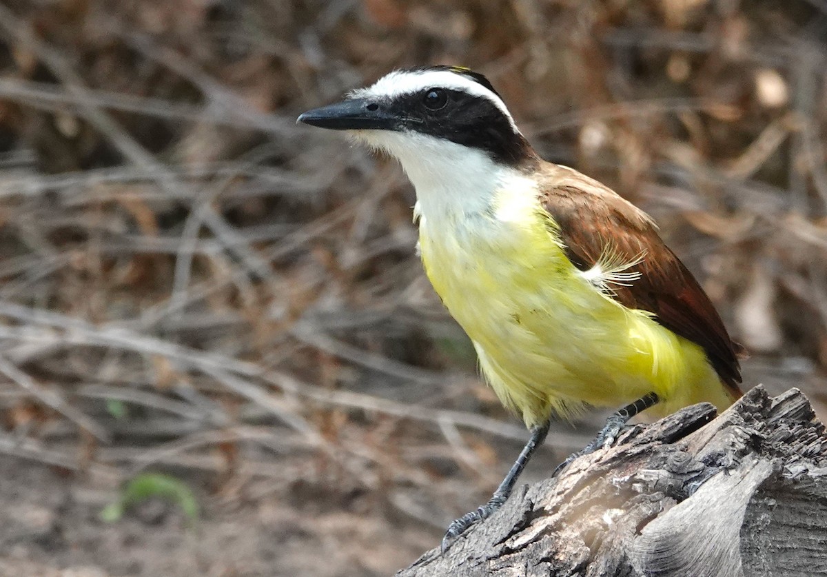 Great Kiskadee - ML620235724