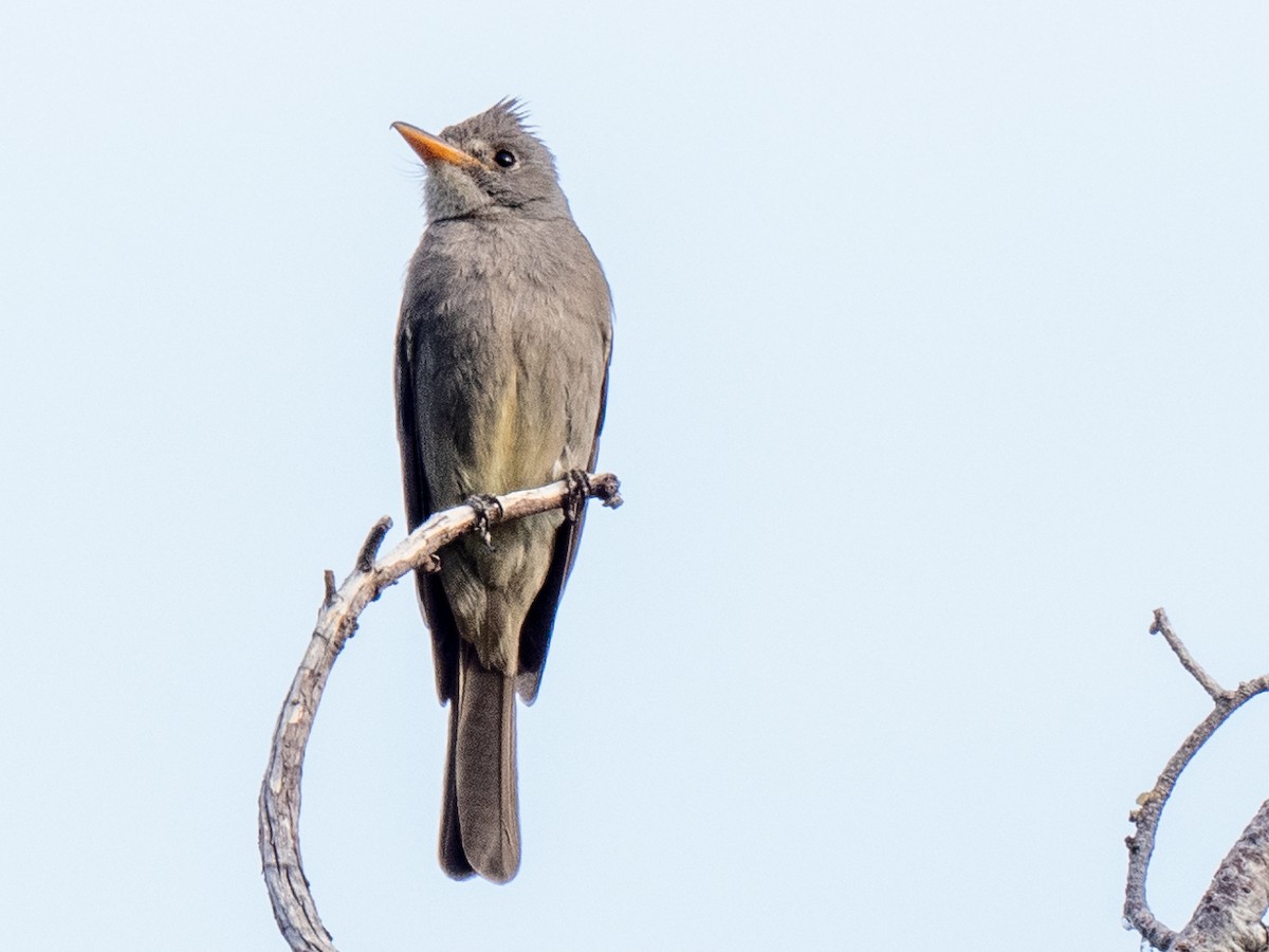 Greater Pewee - ML620235732