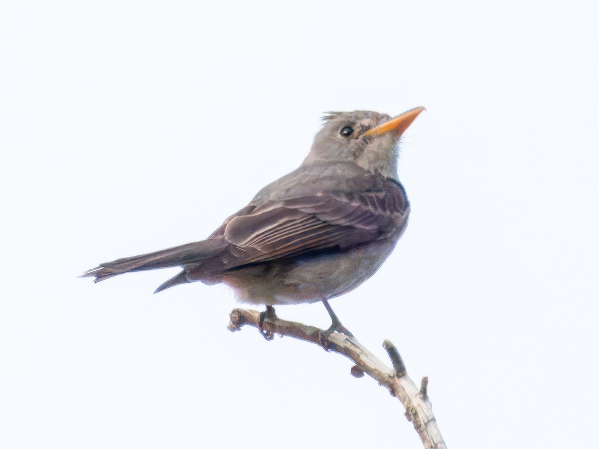 Greater Pewee - ML620235733