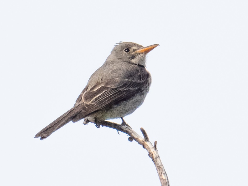 Greater Pewee - ML620235734