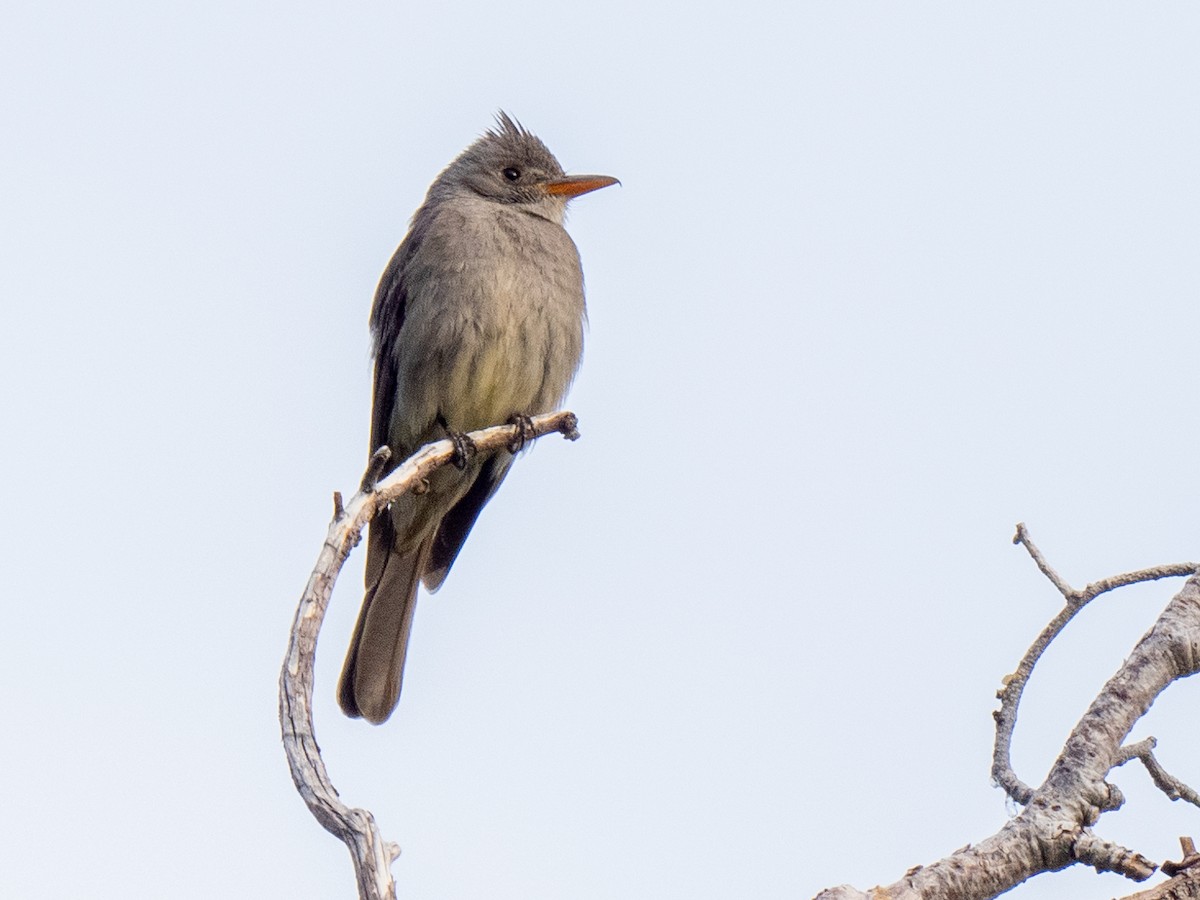 Greater Pewee - ML620235735