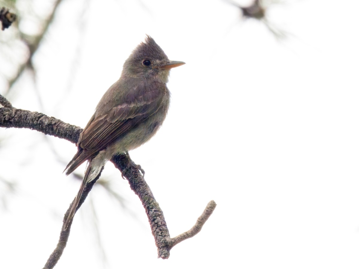 Greater Pewee - ML620235736