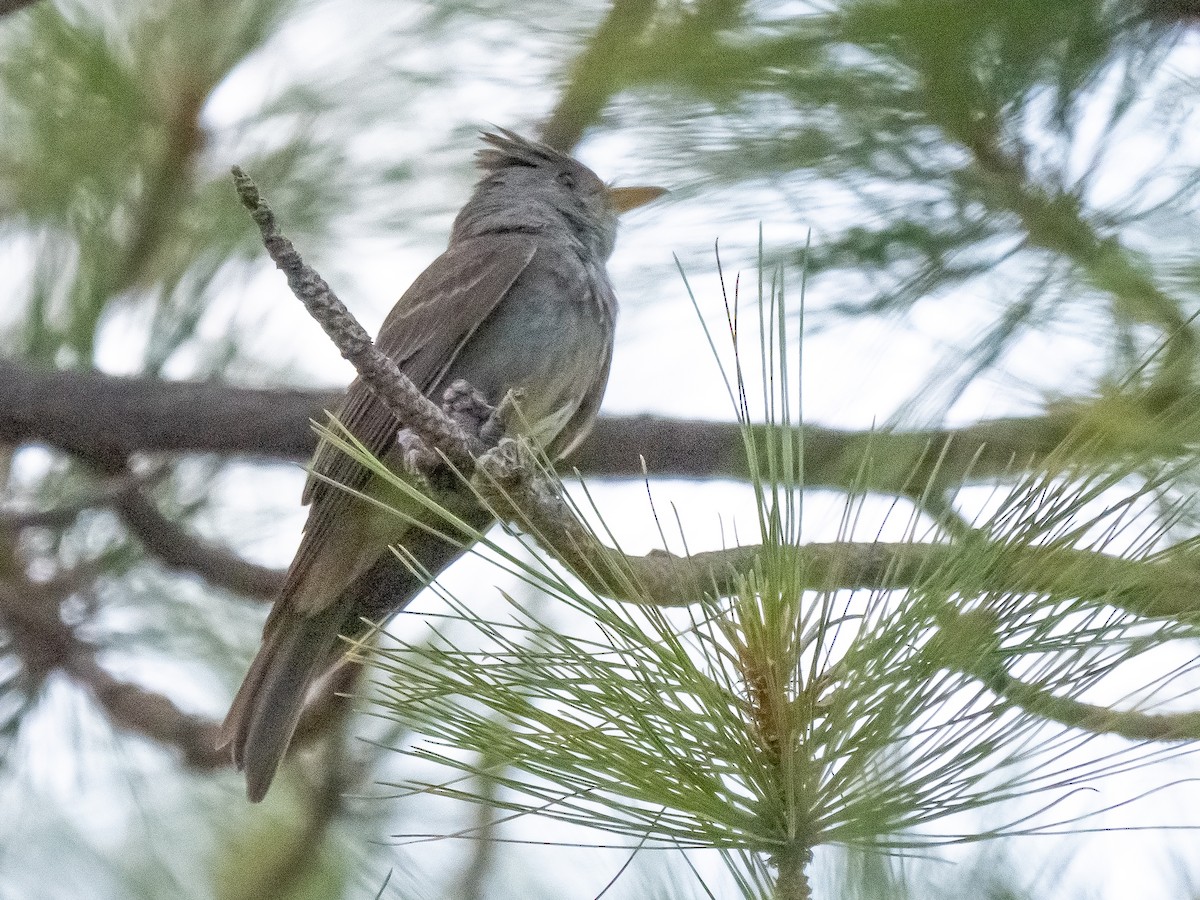 Greater Pewee - ML620235737