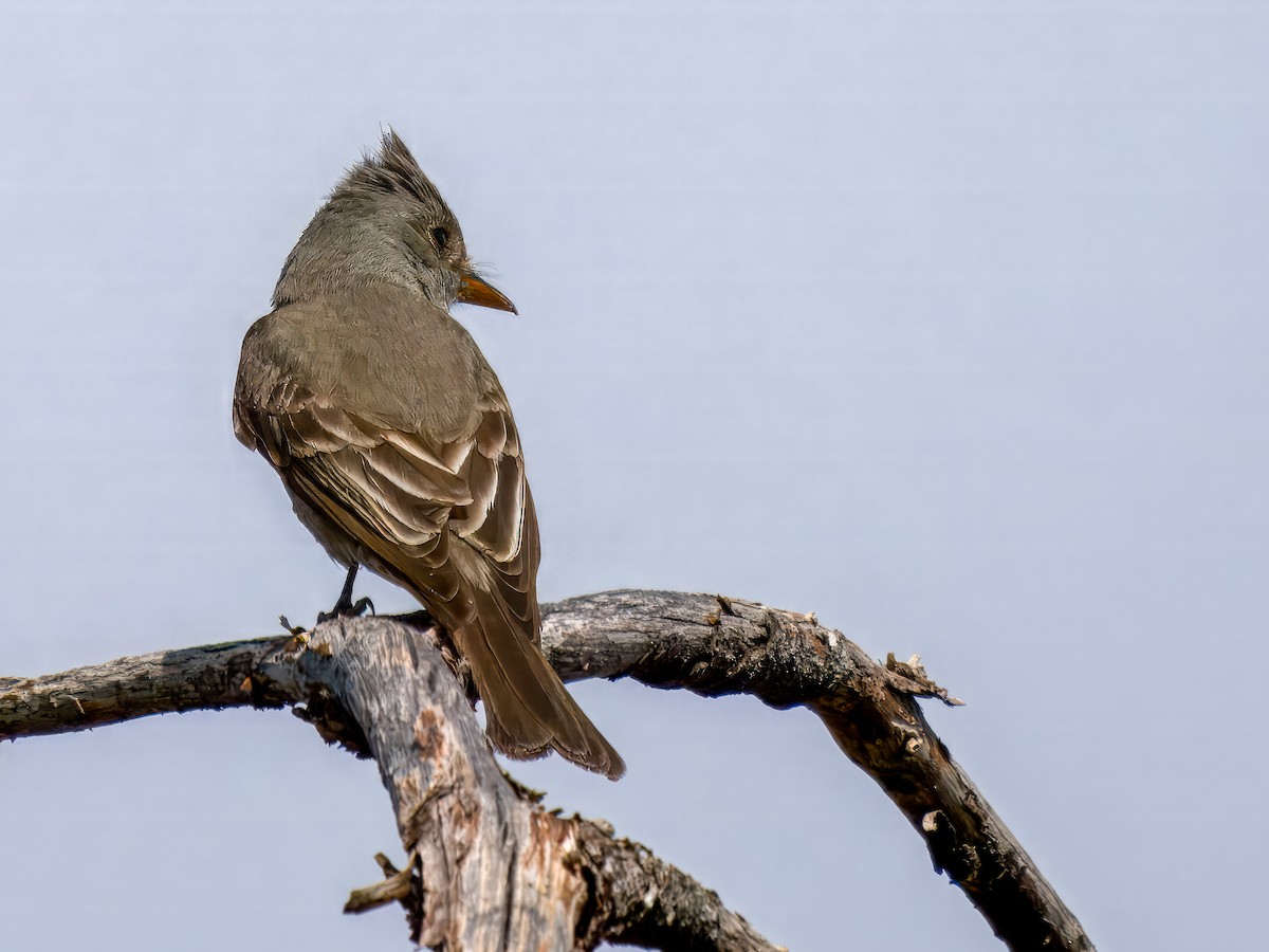 Greater Pewee - ML620235738