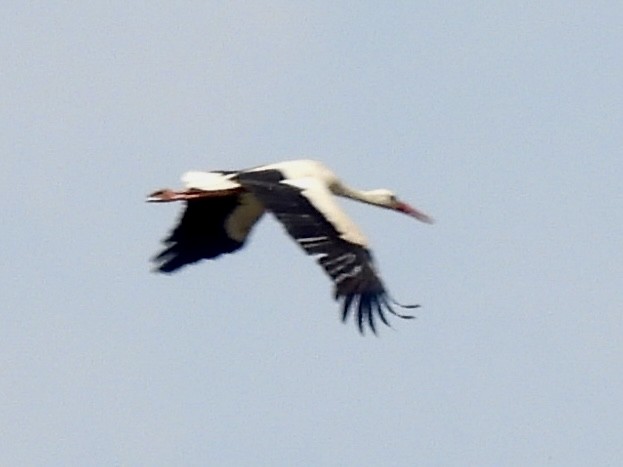 White Stork - ML620235753