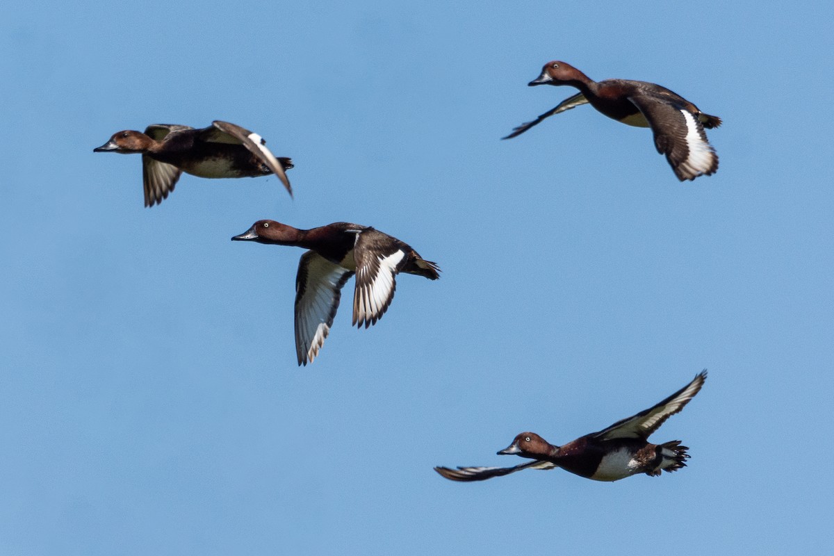 Ferruginous Duck - ML620235760