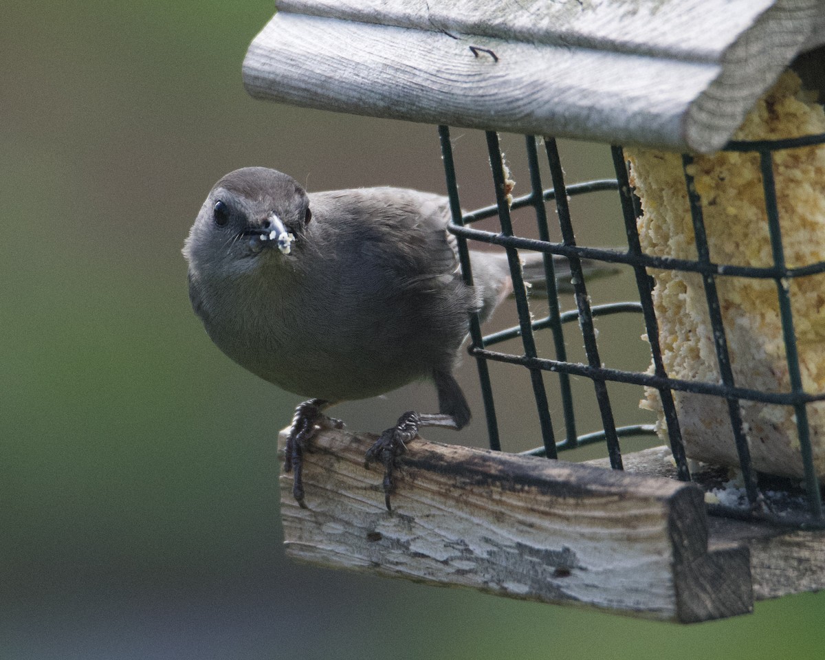 Gray Catbird - ML620235761