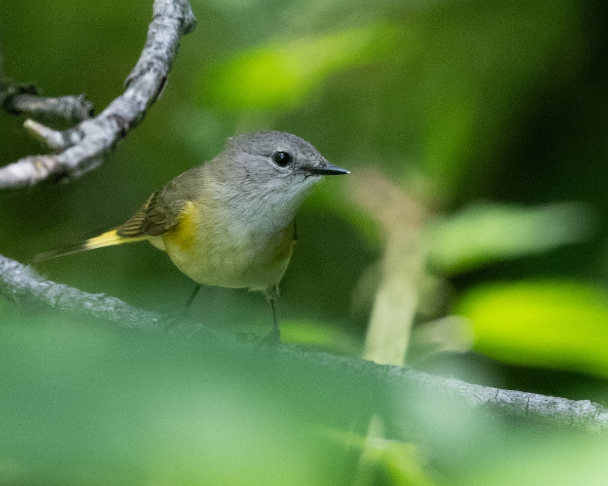 American Redstart - ML620235765