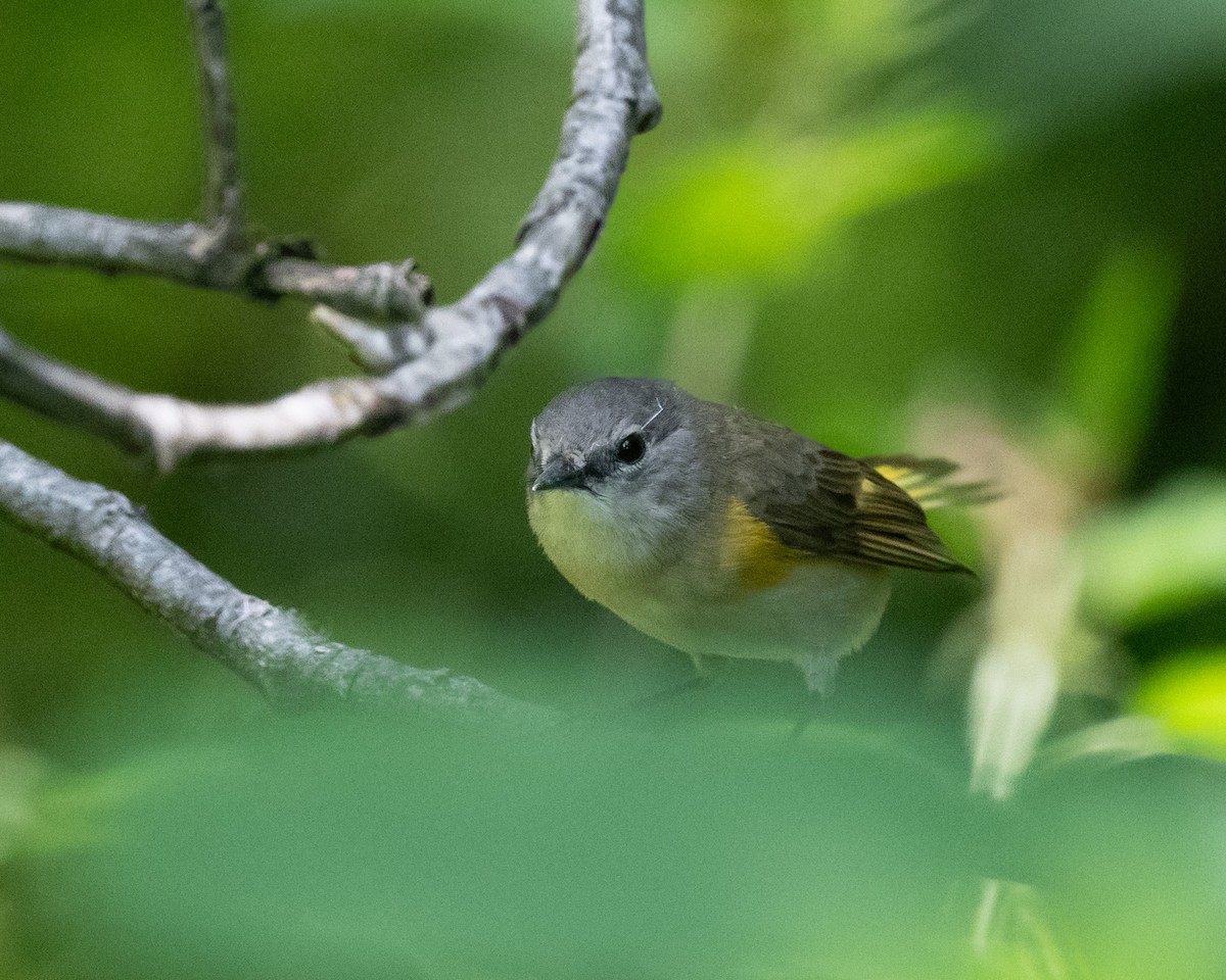 American Redstart - ML620235766