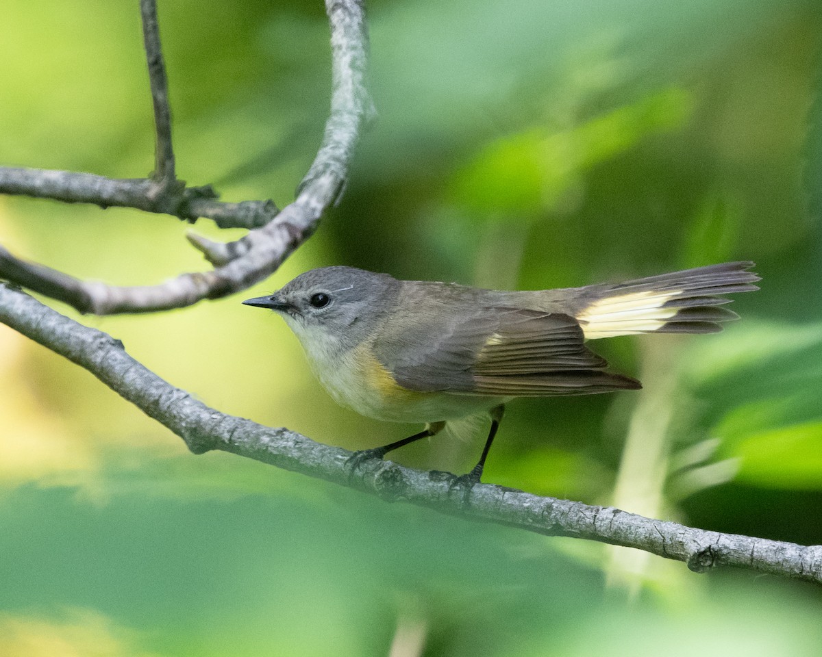 American Redstart - ML620235767