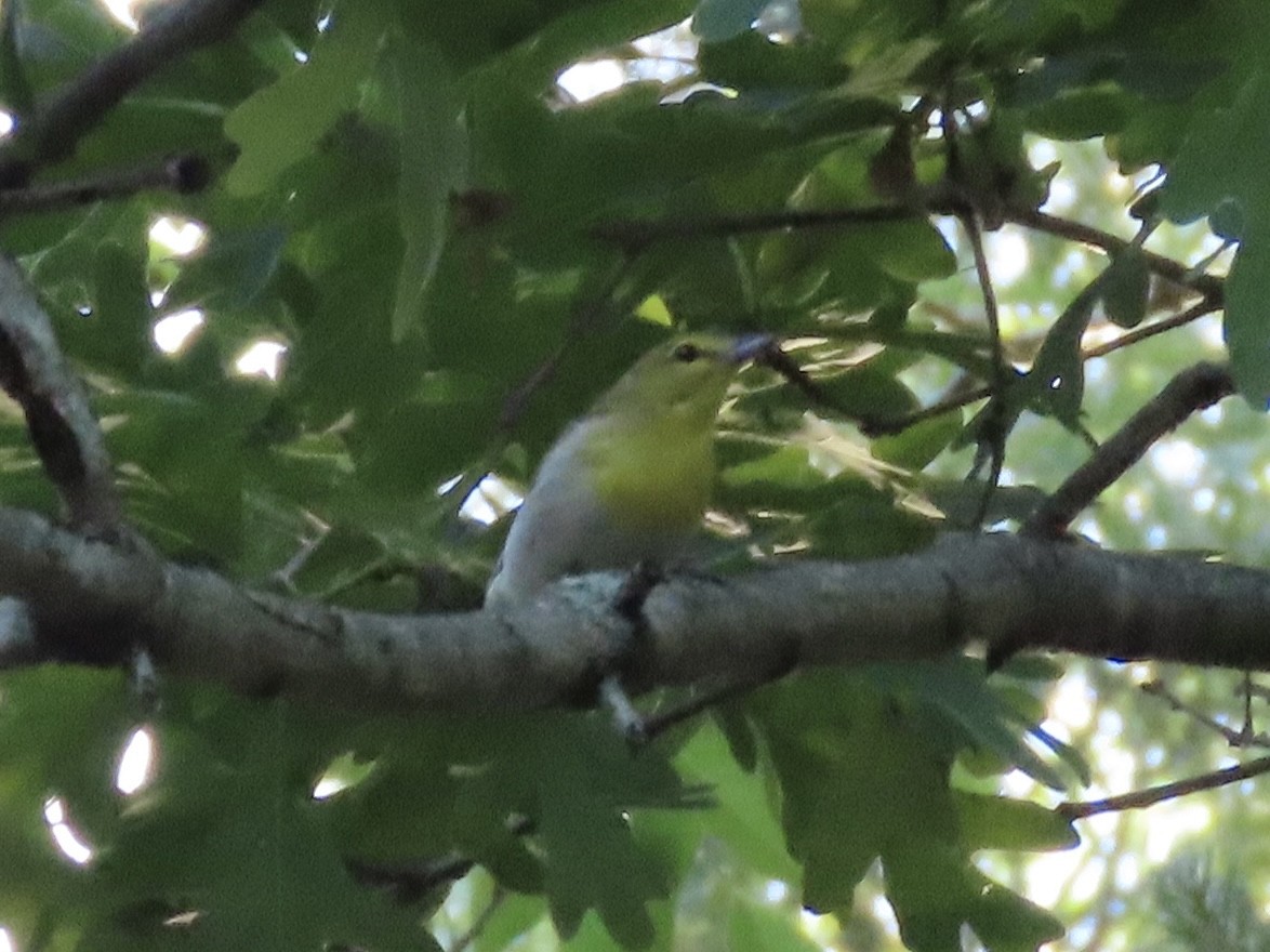 Yellow-throated Vireo - ML620235768