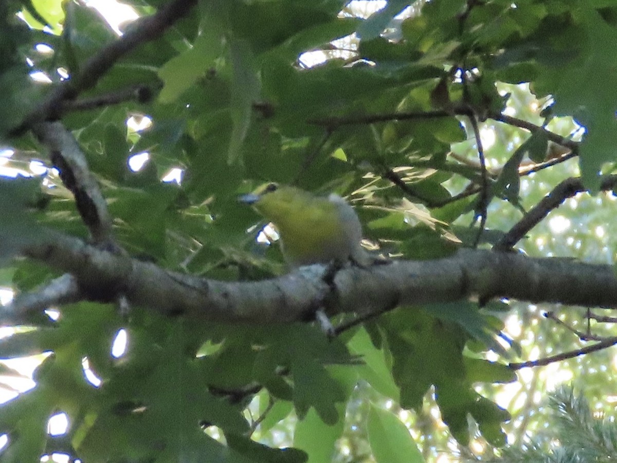 Yellow-throated Vireo - ML620235769