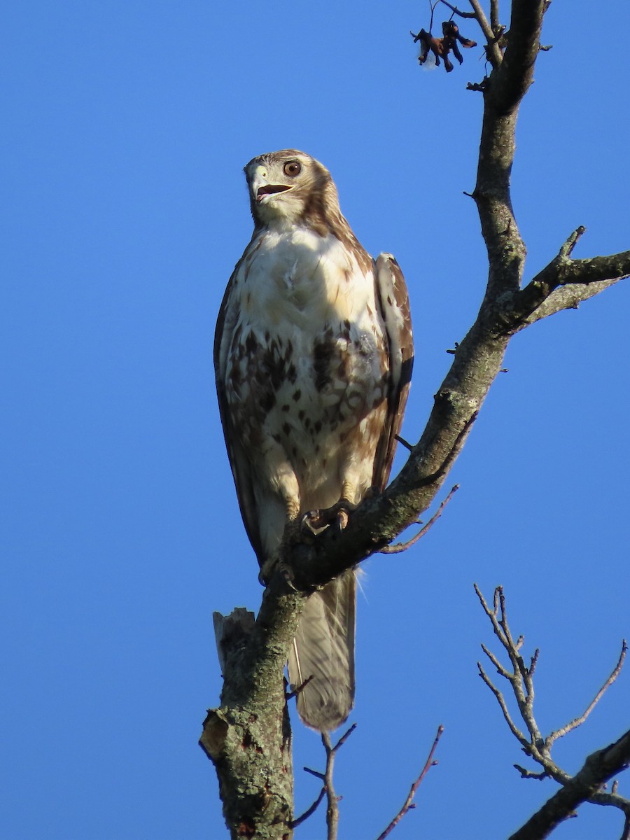 Red-tailed Hawk (borealis) - ML620235772