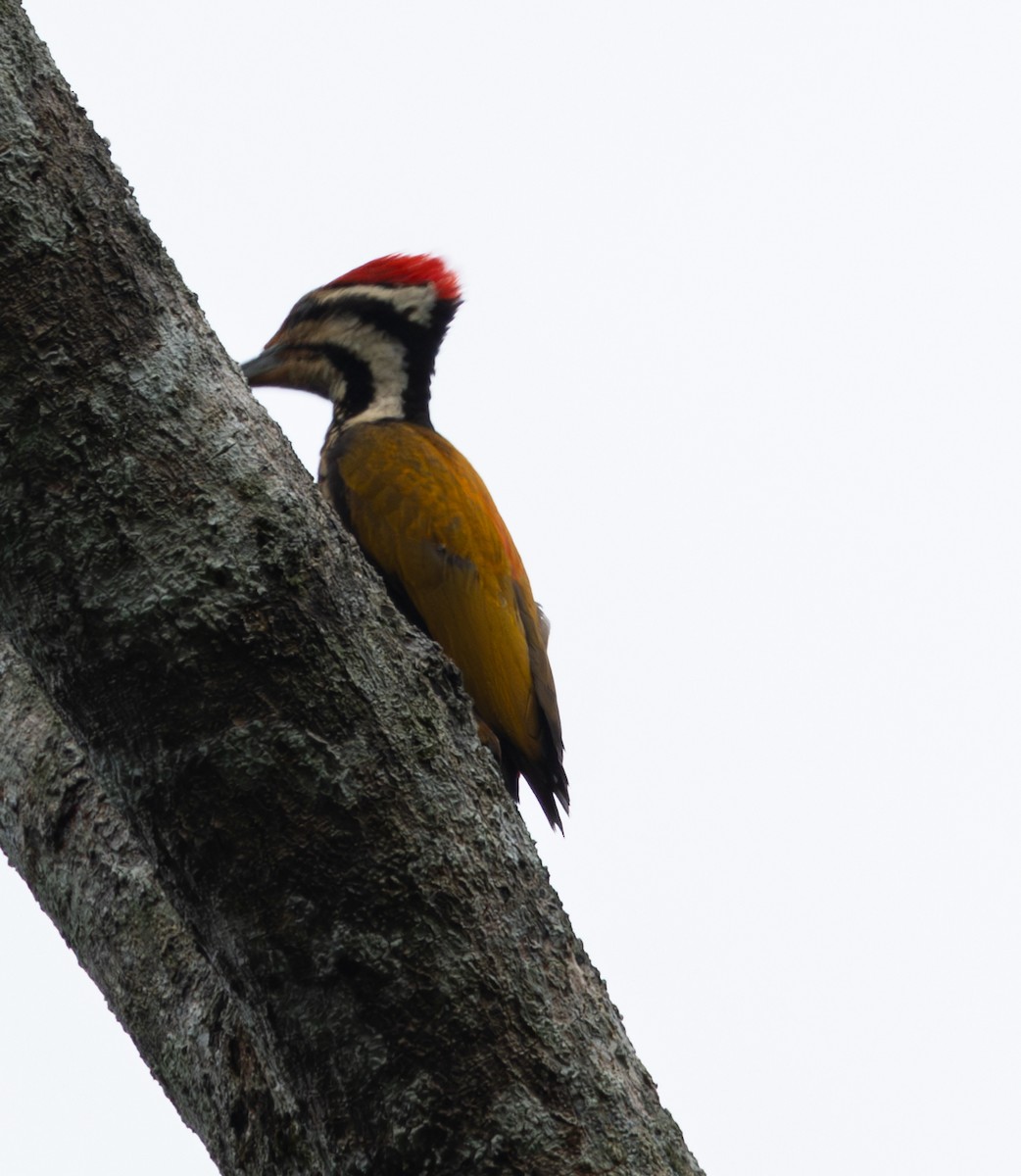 Common Flameback - ML620235774