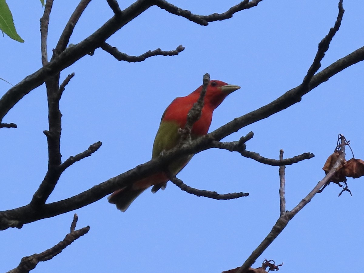 Summer Tanager - ML620235778