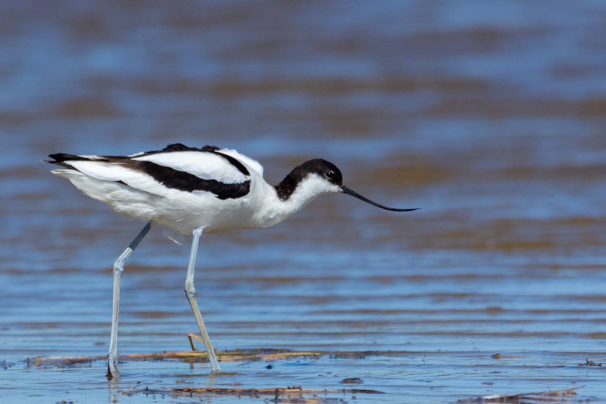 Avocette élégante - ML620235781