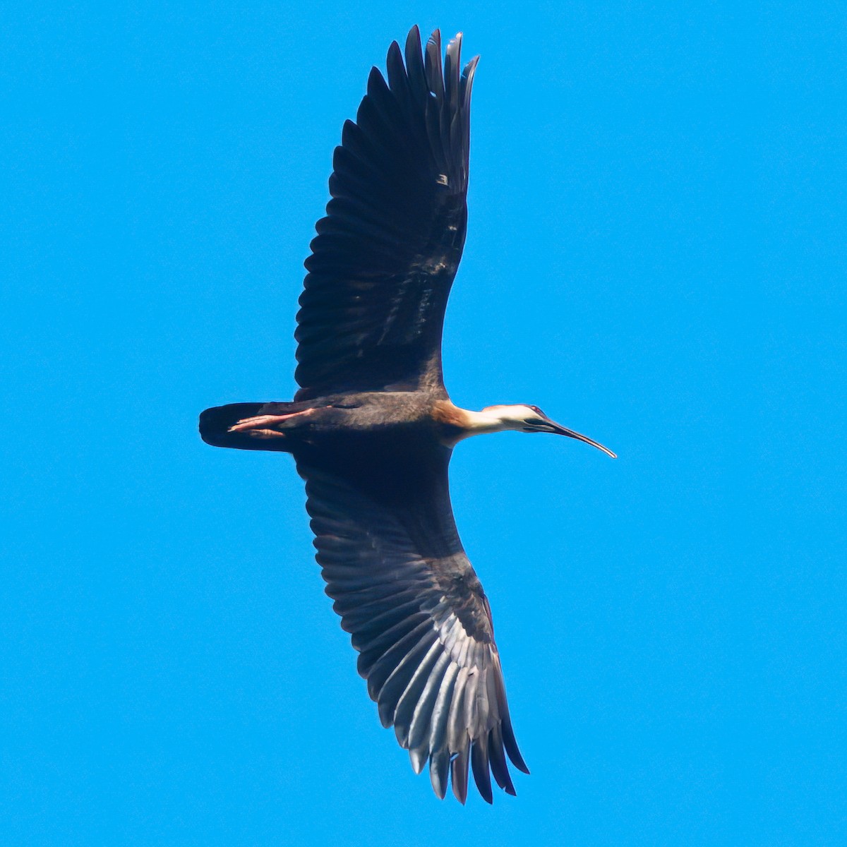 ibis bělokřídlý - ML620235782