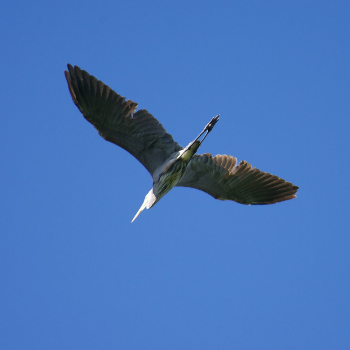 Great Blue Heron - ML620235795