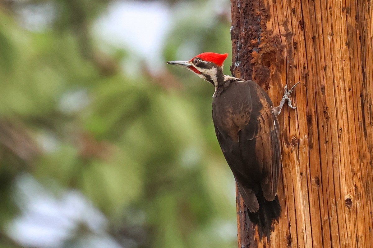 Pileated Woodpecker - ML620235796