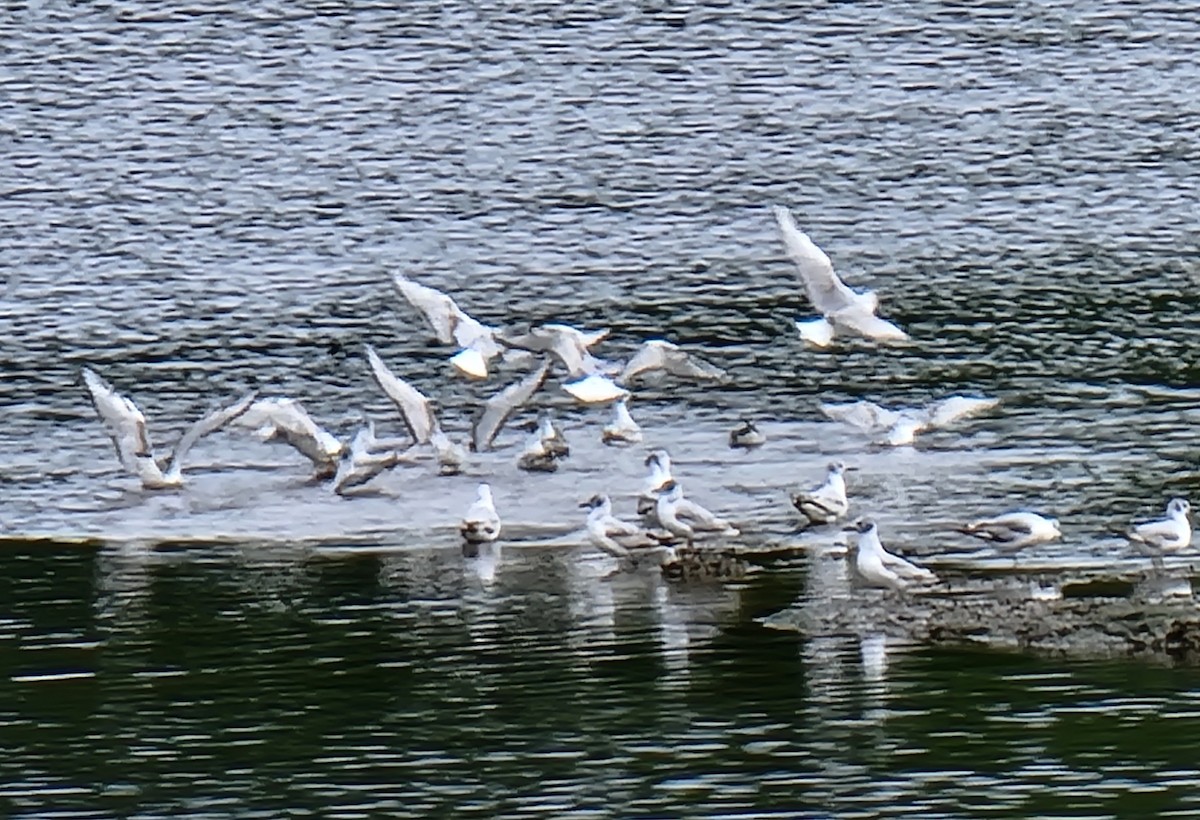 Bonaparte's Gull - ML620235801