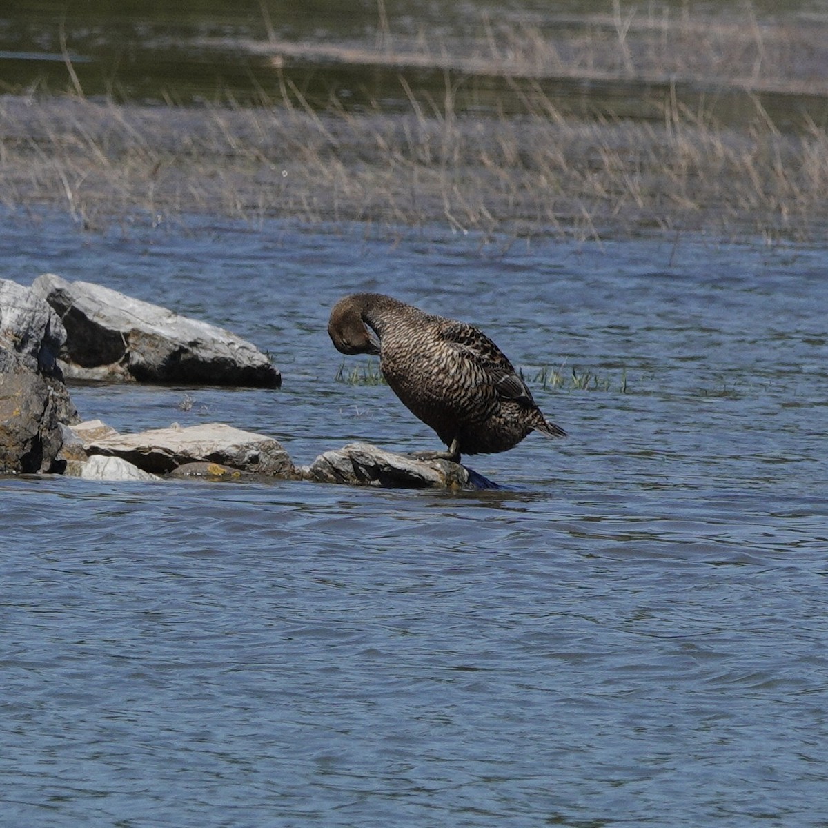 Common Eider - ML620235803